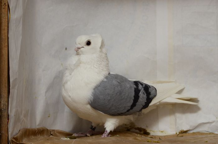 _DSC4534 - matca 2015 pescarusi pe larg