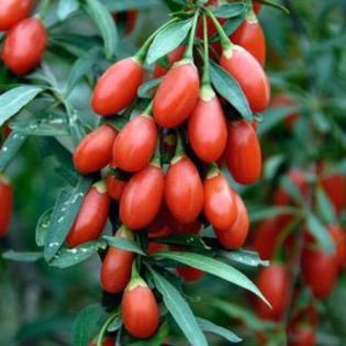 lycium_barbarum_korean_big  30