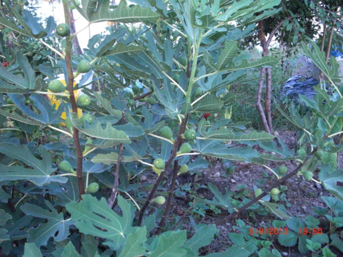 smochin verde - Gradina Casa si Plante Rare sau Deosebite pentru Sanatate