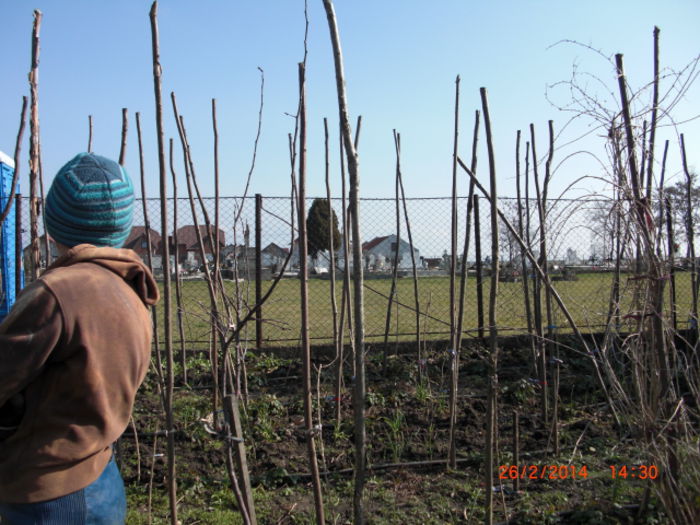 goji tuns februarie - Gradina Casa si Plante Rare sau Deosebite pentru Sanatate