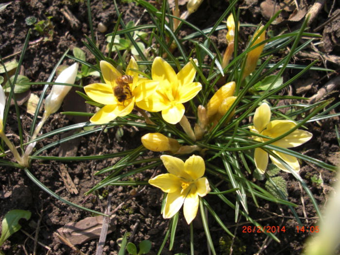 branduse februarie2 - Gradina Casa si Plante Rare sau Deosebite pentru Sanatate