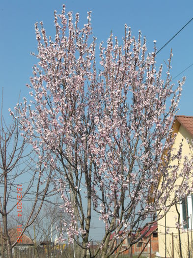 migdal inflorit 2014 martie - Gradina Casa si Plante Rare sau Deosebite pentru Sanatate