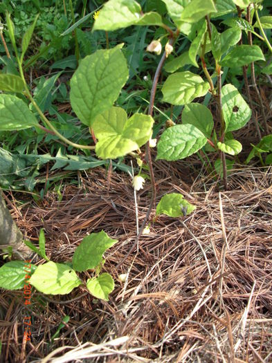 schisandra inflorita - Gradina Casa si Plante Rare sau Deosebite pentru Sanatate