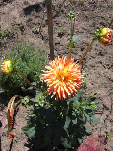 dalii inflacarate - Gradina Casa si Plante Rare sau Deosebite pentru Sanatate