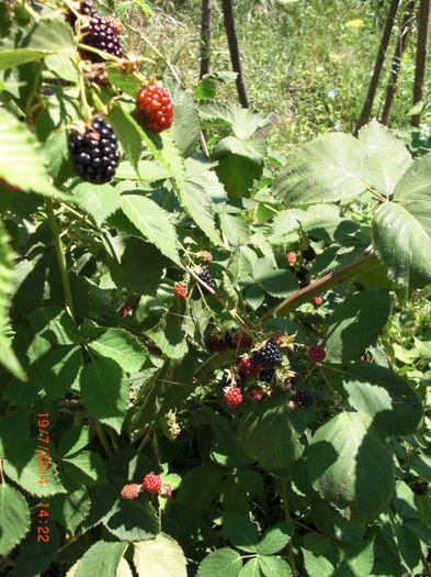 mur fara spini - Gradina Casa si Plante Rare sau Deosebite pentru Sanatate