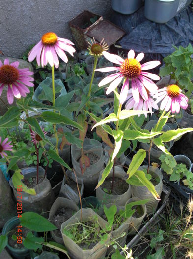 echinaceea - Gradina Casa si Plante Rare sau Deosebite pentru Sanatate