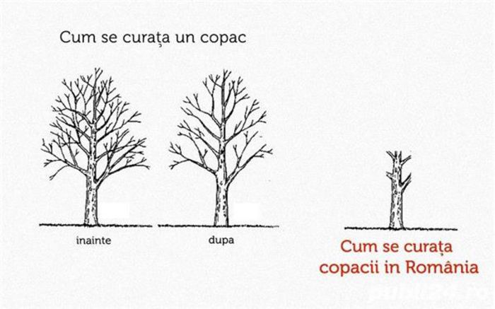 fc0294a6ecc08258dbab1bd436c263b0 - Taieri profesionale a pomilor fructiferi - tehnician cu experienta