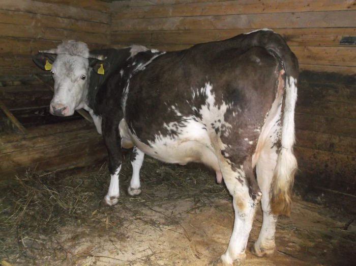 o vaca super cuminte - Vacuta Florica fatare 7-28 02 2015