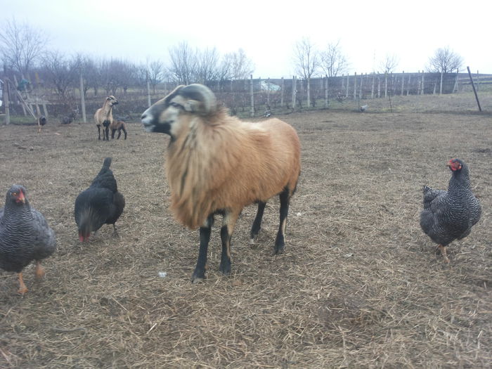 20150226_174330 - Oi de Camerun