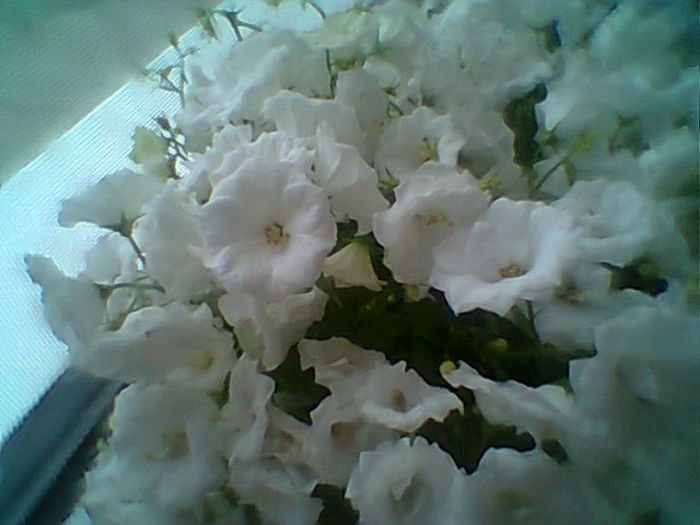 Kampanula - Flori 2015