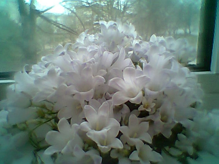 Kampanula Lactiflora - Flori 2015