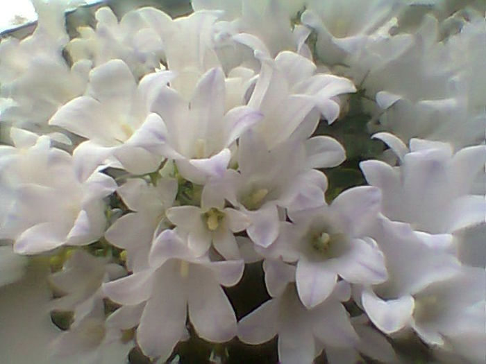 Kampanula Lactiflora - Flori 2015