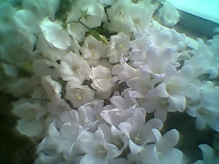 Kampanule - Flori 2015