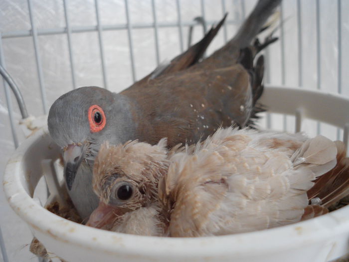 ce baiat mareeee.... avem... 9 zile