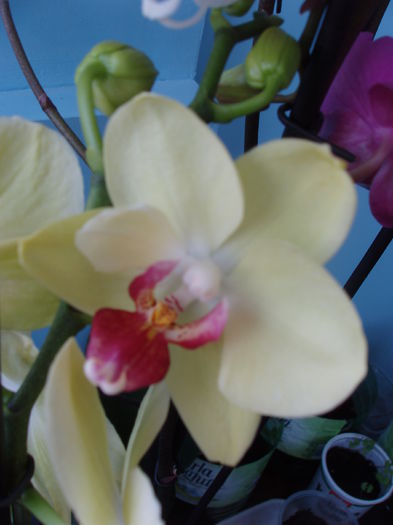 orhidee