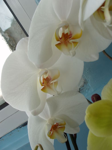 orhidee - sfarsit de februarie 2015