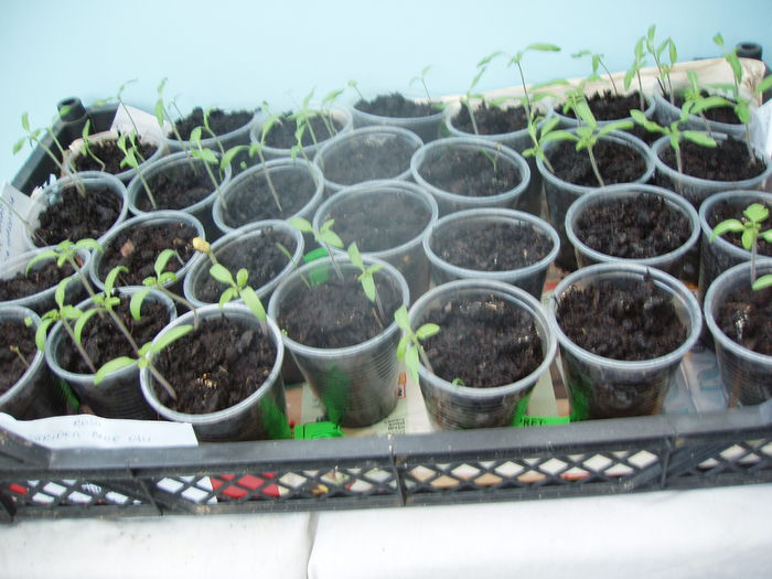 rasad de rosii negre