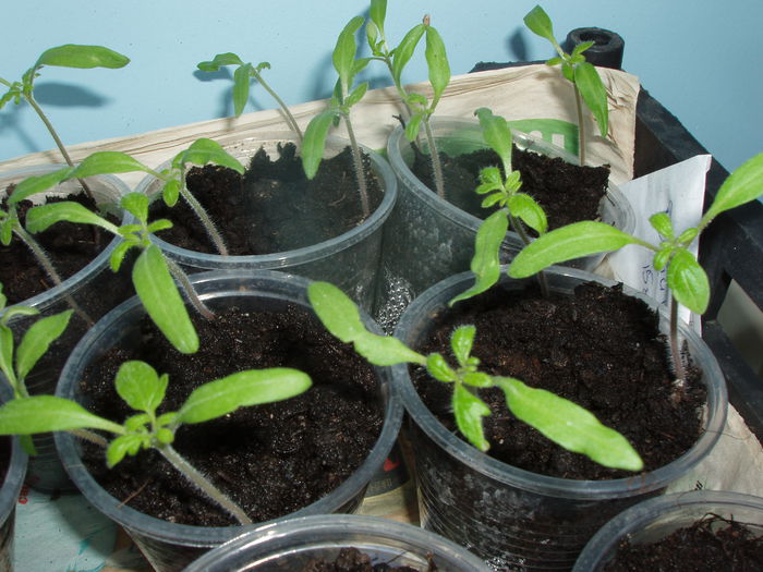 rasad de rosii negre