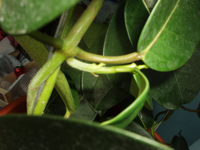 stephanotis care a terminat inflorirea si a inceput sa ii dea lastar - sfarsit de februarie 2015