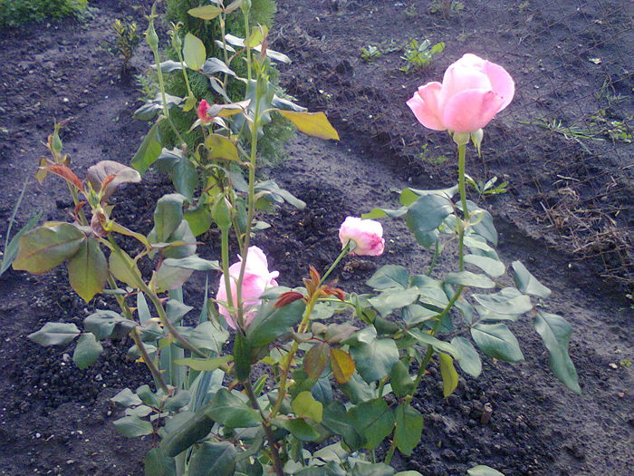 trandafir queen elizabeth - trandafiri 2014