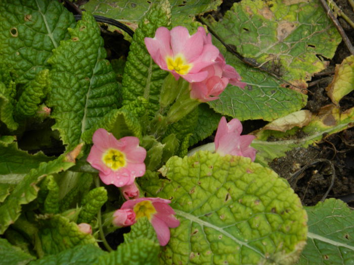 DSCN4626 - 2015_FEBRUARIE