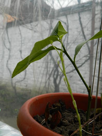 DSCN4643 - 2015_FEBRUARIE