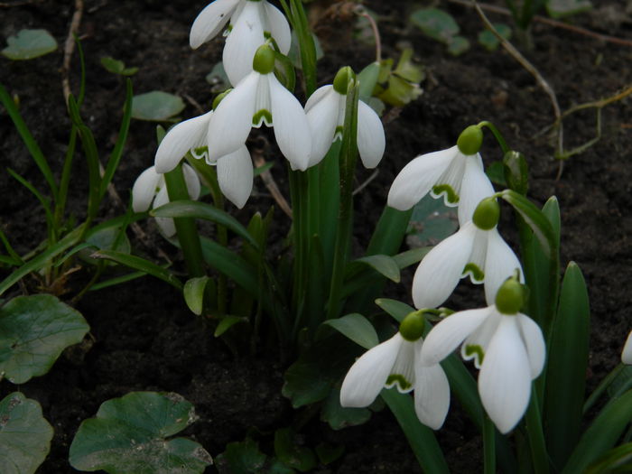DSCN4653 - 2015_FEBRUARIE
