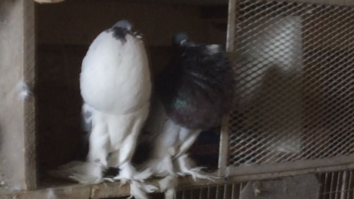 PERECHE DIN 2014 MATCA