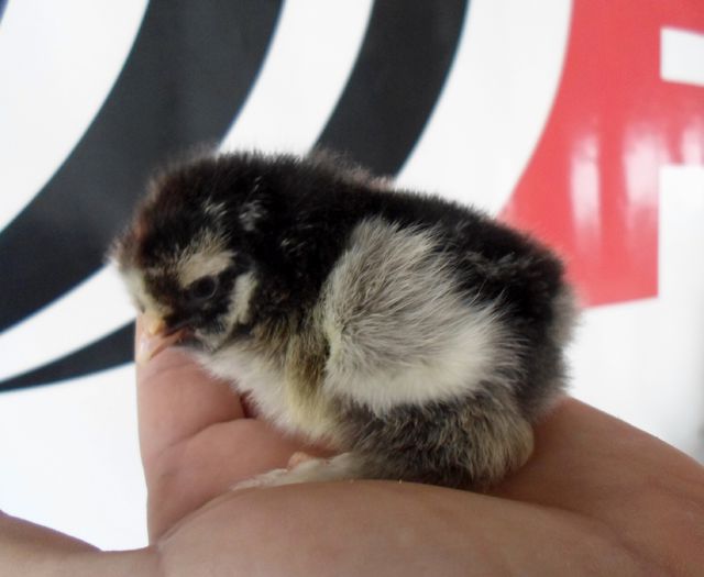 silver laced - Pui 2015