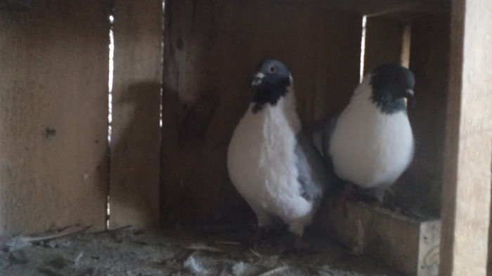 ACHIZITIE MATCA 2015