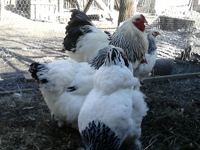 DSC_0505 - BRAHMA 2015