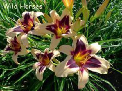 hemerocallis wild horses.. l-am pierdut:( - j colectie hemerocallis hosta hortensii