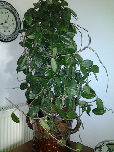 hoya primita astazi:-):-):-)