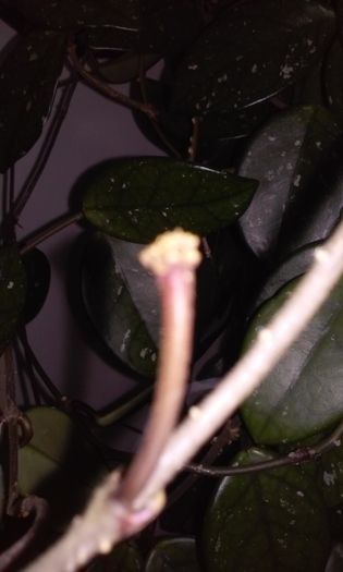 20150227_155120 - hoya- colectia mea