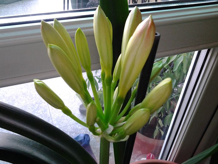 20150227_160359 - februarie 2015