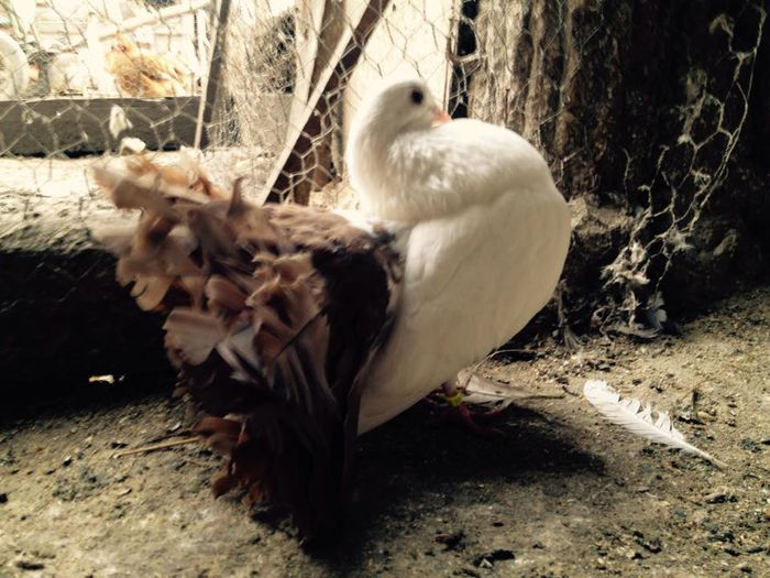 603785_871265879583082_8126446730746633539_n