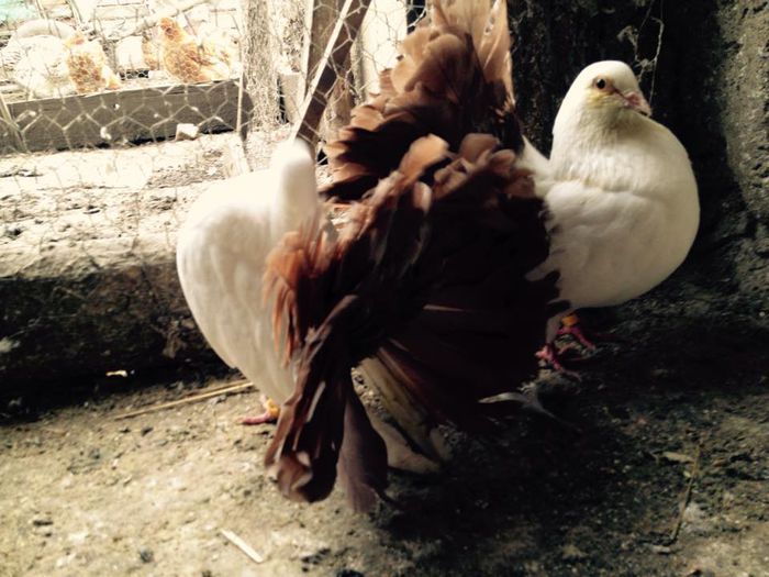 997018_871267139582956_5784766641369145394_n