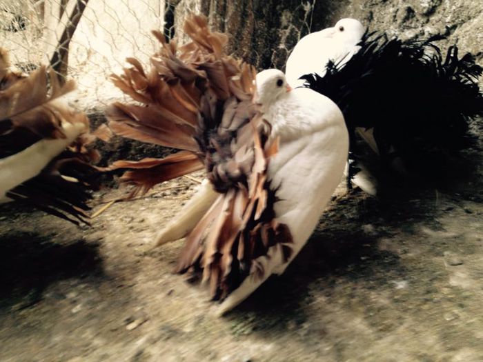 1010225_871269972916006_3667490579107733959_n