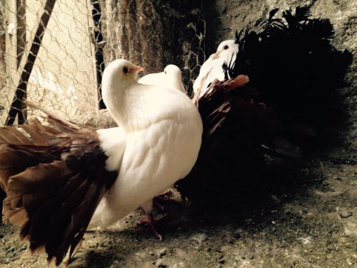 1510869_871269329582737_3171068668822048586_n