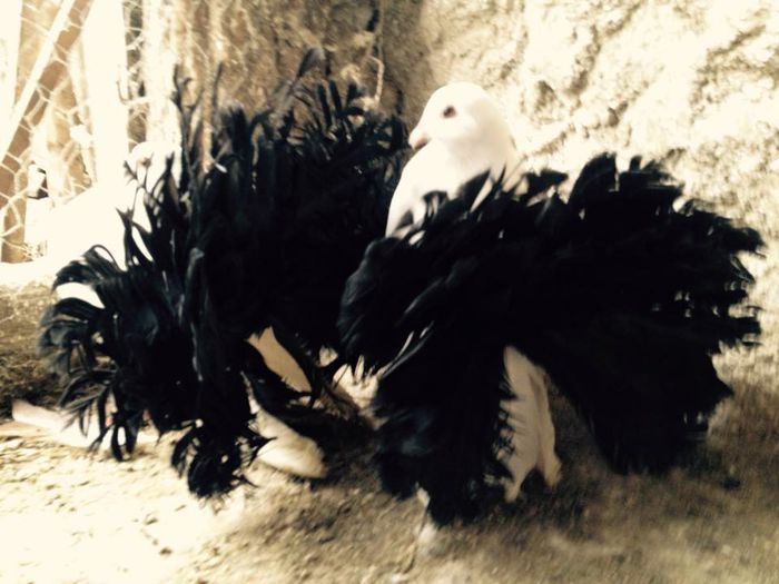 1610885_871267286249608_2388445323568568120_n