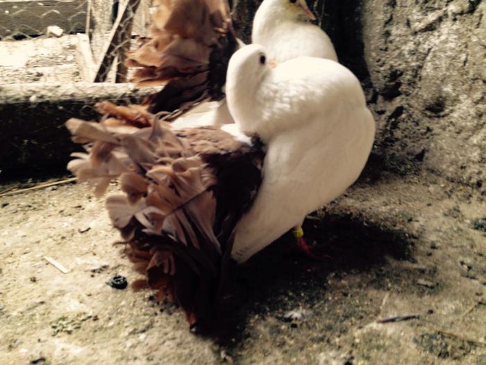 1970728_871267072916296_1959197561338136352_n