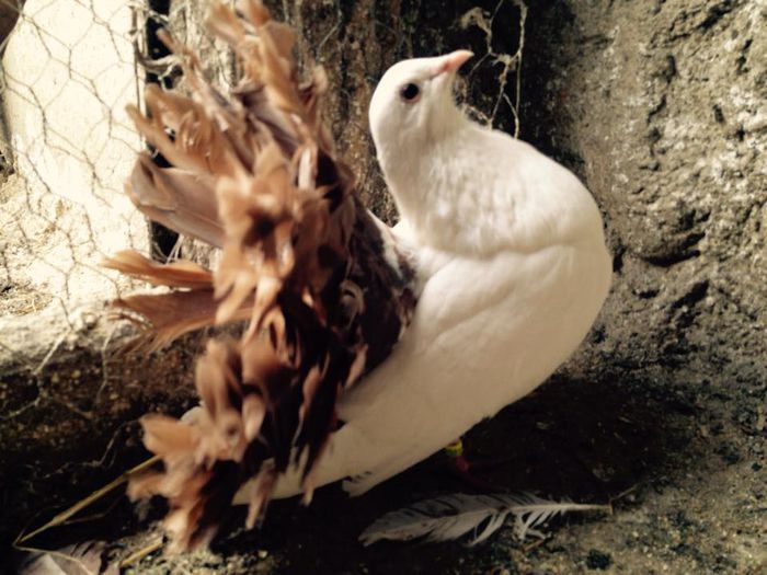 10398685_871268999582770_8480044337034984168_n