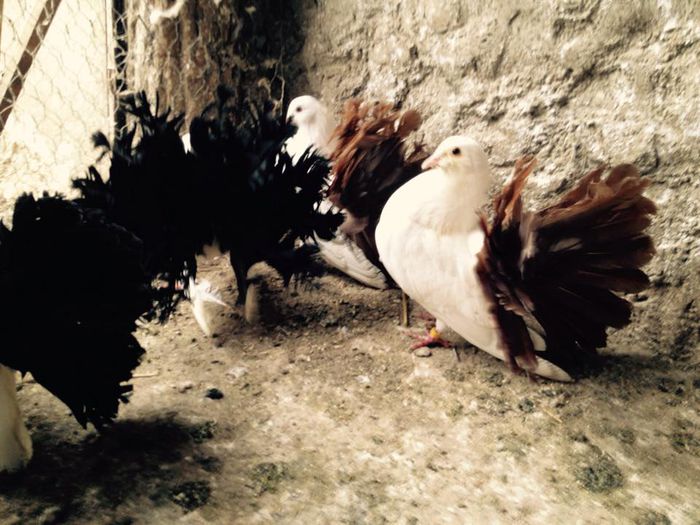 10407671_871268872916116_4871363262059008586_n