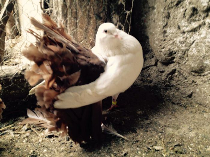 10407869_871266036249733_9031753174607458341_n