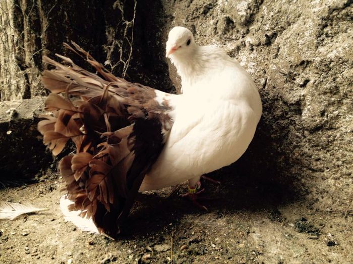 10959910_871265829583087_4290492271066437582_n