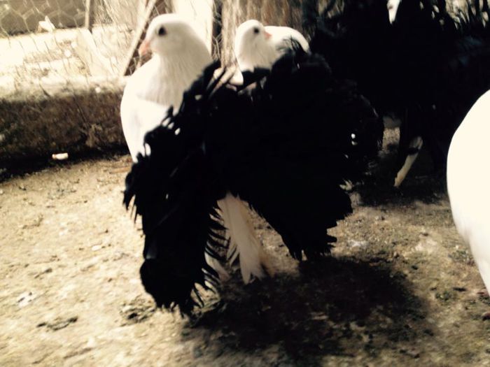 10993427_871270159582654_2909937485504262465_n