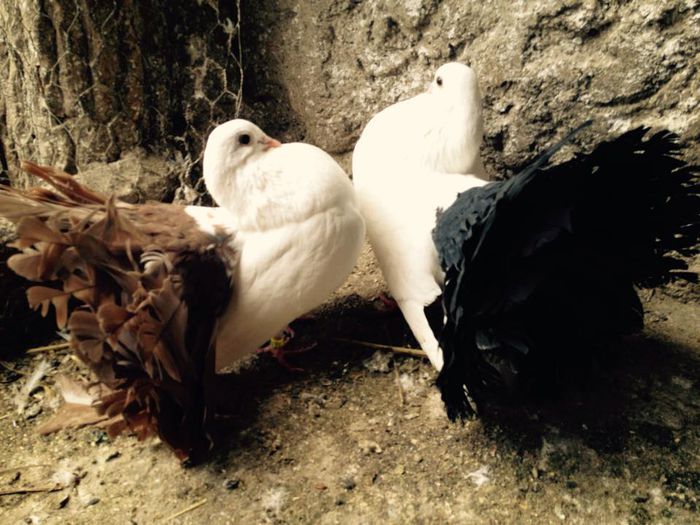 10994335_871274036248933_372948737972721933_n - 23_VOLTATI ALBI COZI COLORATE