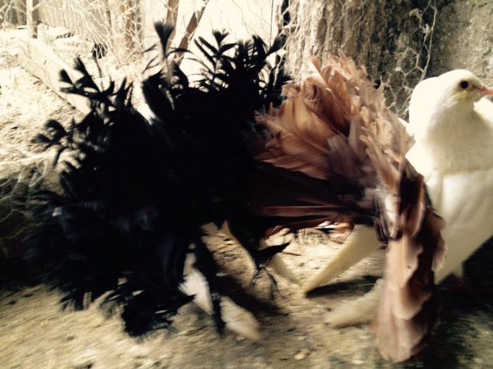 10996511_871274189582251_2803084879176447993_n