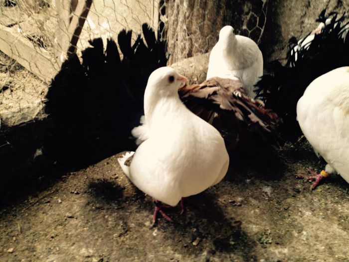 11000656_871270039582666_4315795887962922674_n