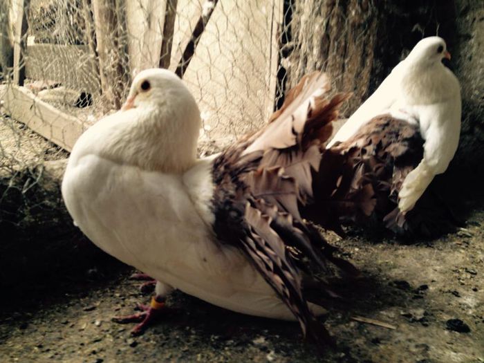 11008403_871266149583055_7141830574270464739_n